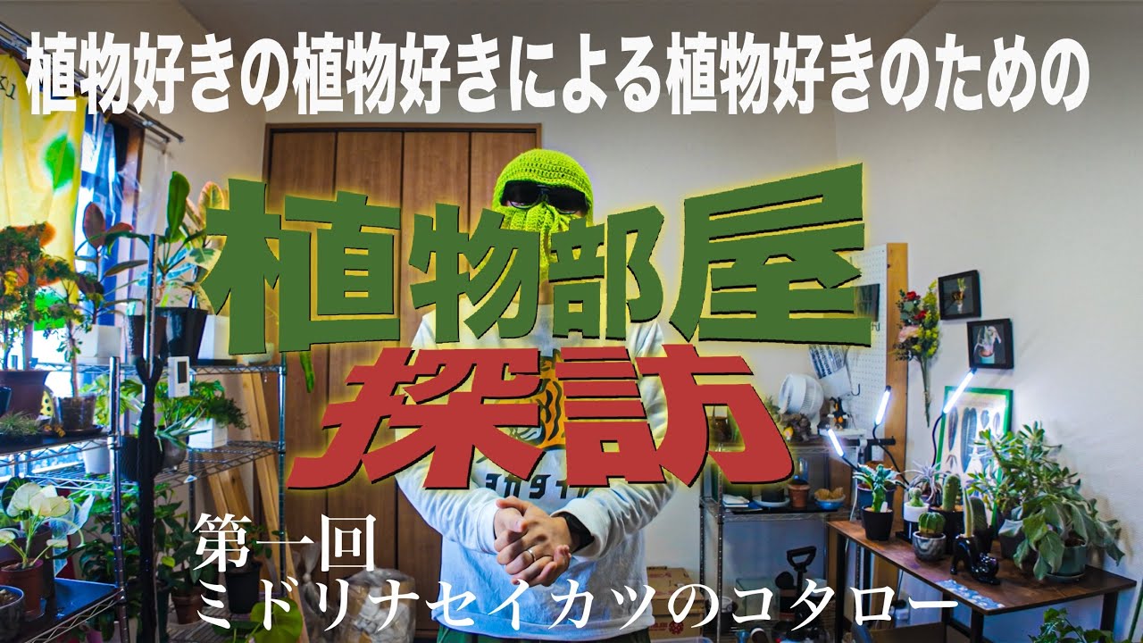 植物部屋探訪【第一回:ミドリナセイカツのコタロー】