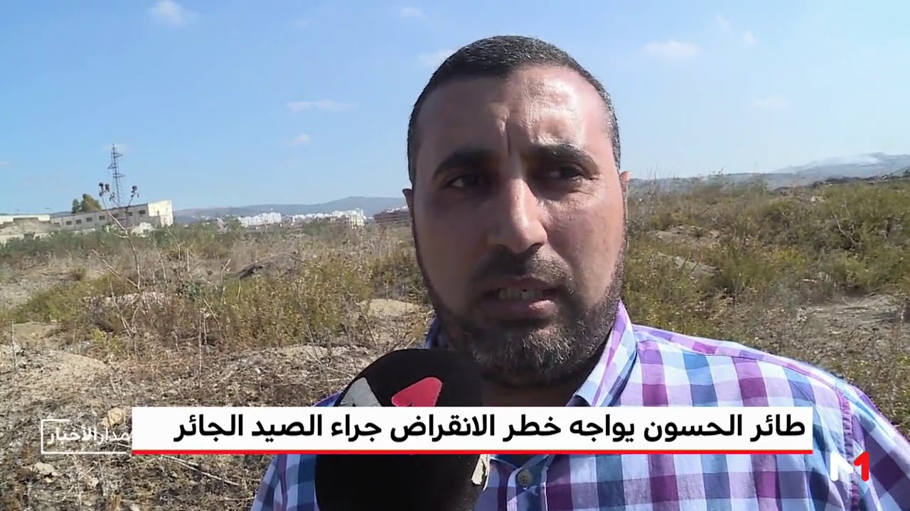 ربورتاج .. طائر الحسون يواجه خطر الانقراض جراء الصيد الجائر