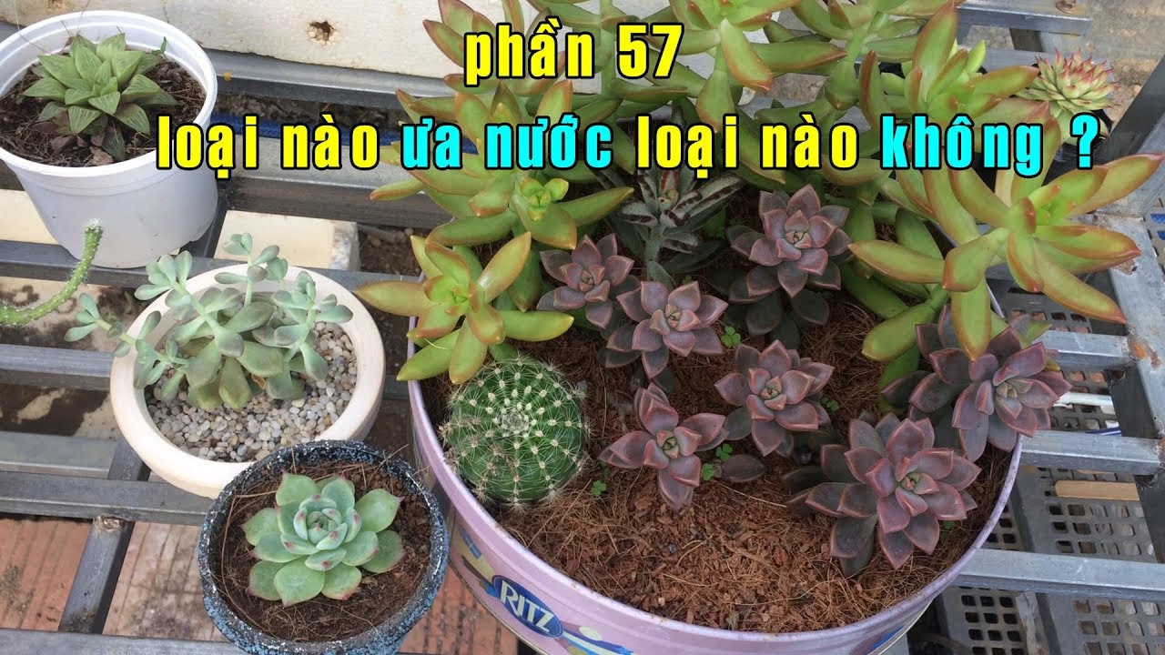 Phần 57: Phân Loại Sen Đá Ưa Nước Và Không Ưa Nước