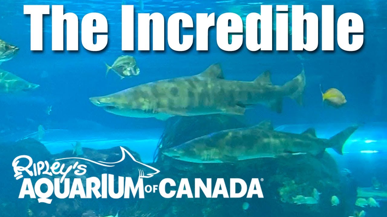 Tour the Incredible Ripley's Aquarium of Canada: One of the absolute best aquariums I've visited