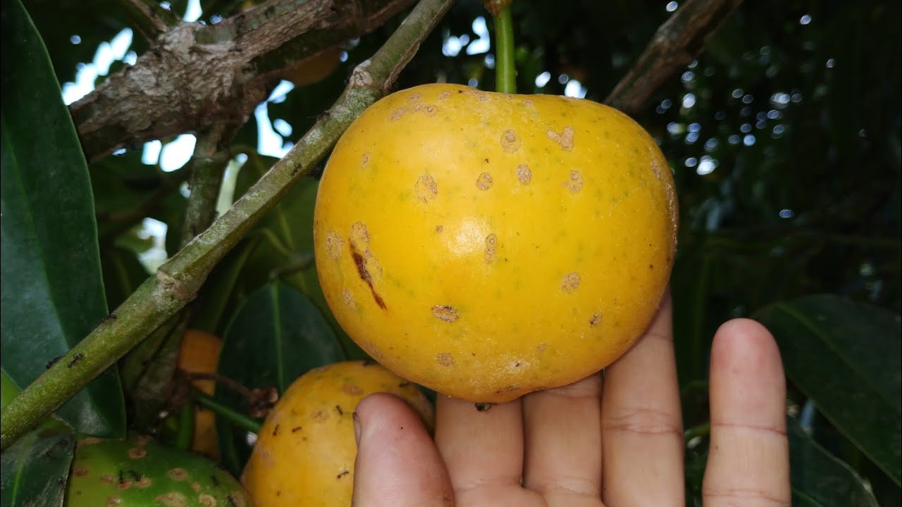 Huge Yellow Mangosteen (Garcinia dulcis)