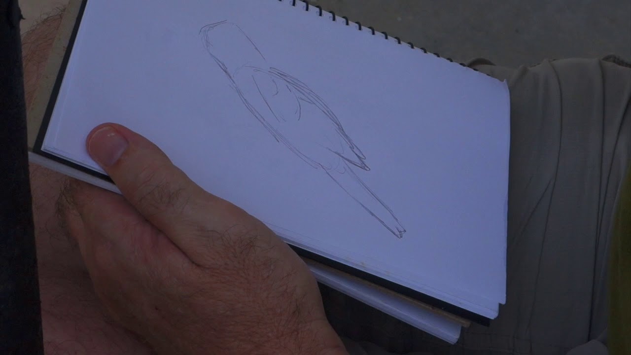 Field-sketching birds