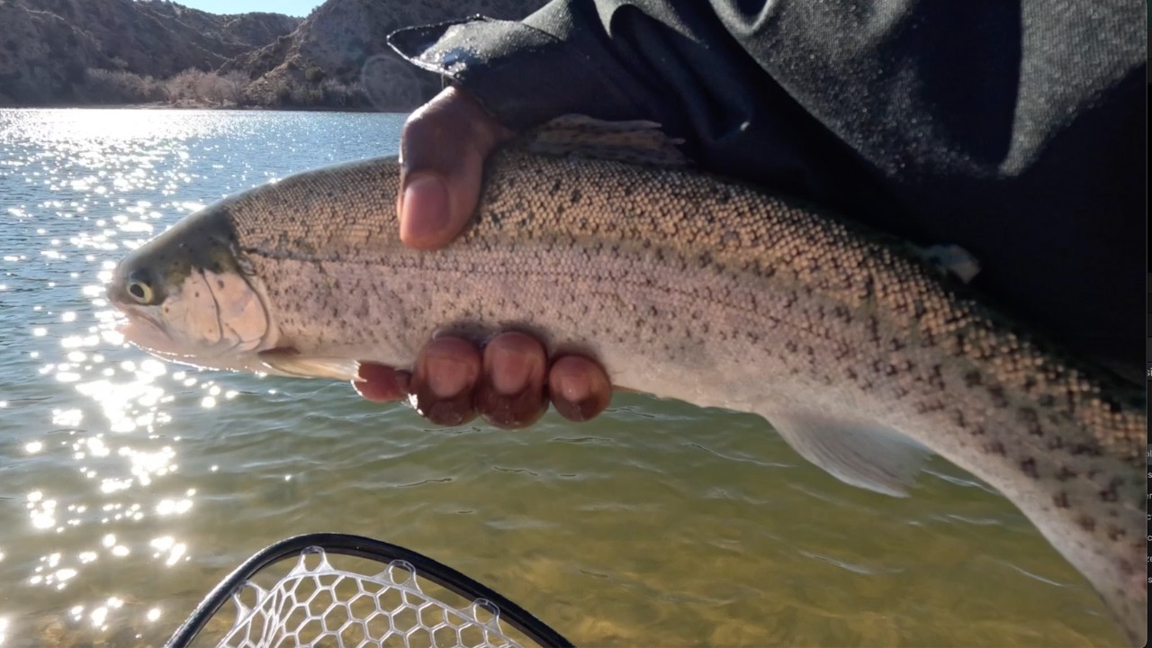 Santa Cruz Came Through — Rainbows After the Struggle #flyfishing #rainbowtrout #outdooradventures