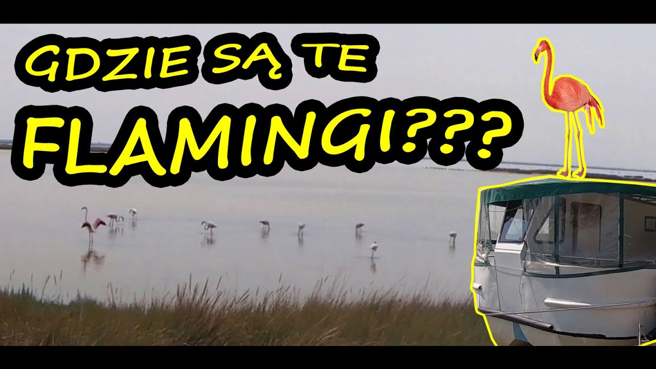Czy Uda nam się zobaczyć Flamingi?!? Włochy. Rozlewisko Rzeki Pad.