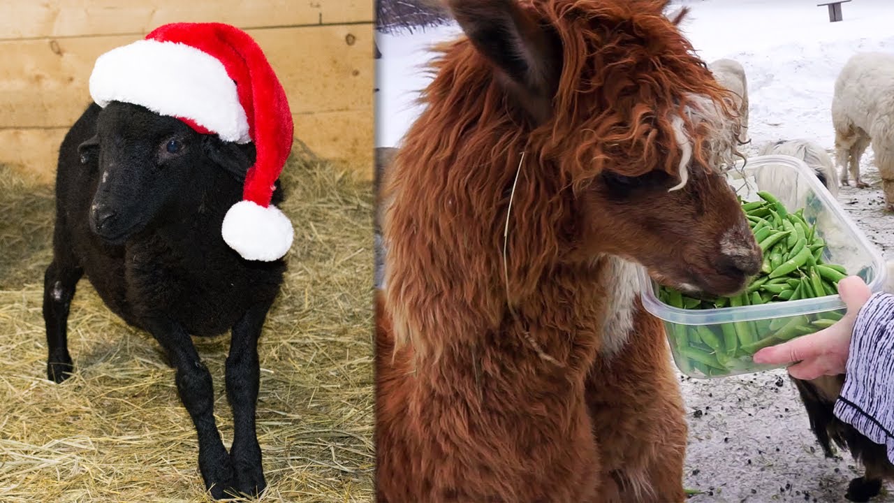 Holiday Treats, Animal Update & Drone Incident