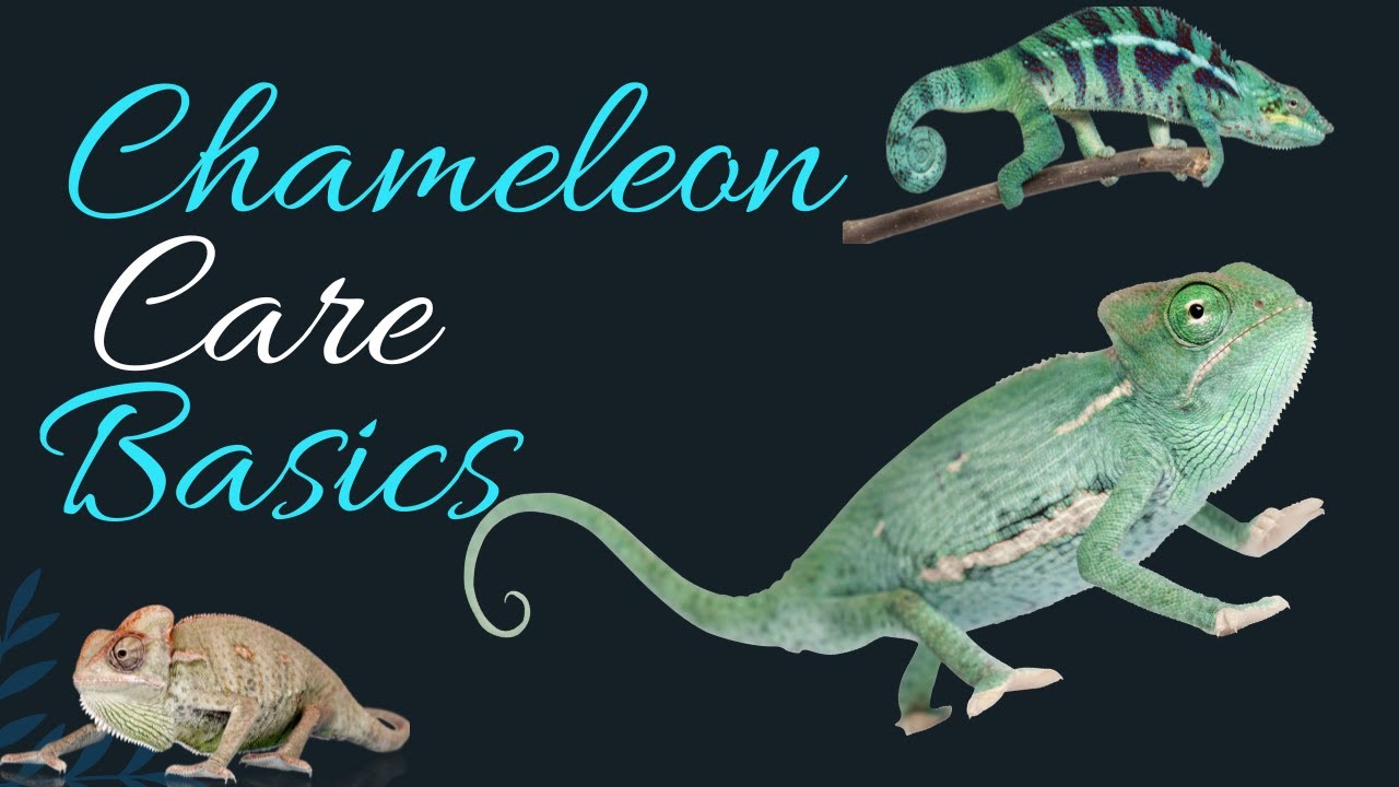 Chameleon Care Basics!