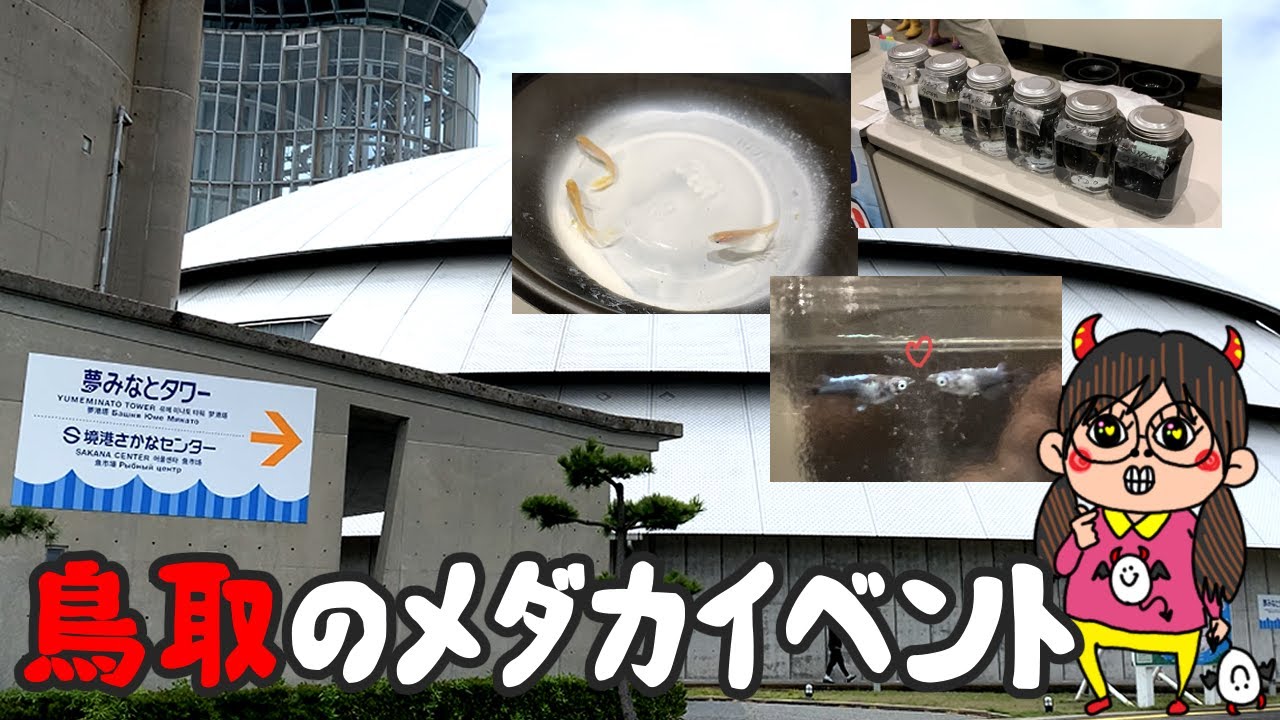 よちこ改良メダカの世界線を見に鳥取に行ってきたゾの巻【よちこのメダカ日記】