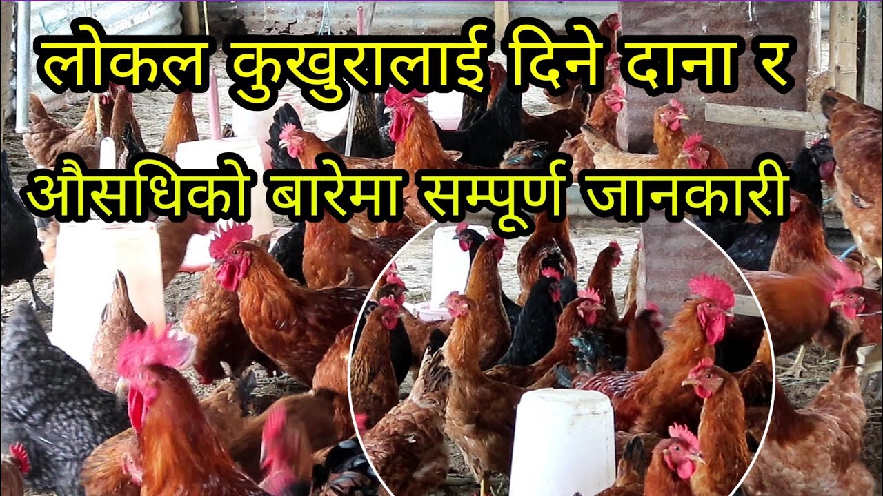 लोकल कुखुरालाई दिने दाना र औसधिको बारेमा सम्पूर्ण जानकारी / sathi.com