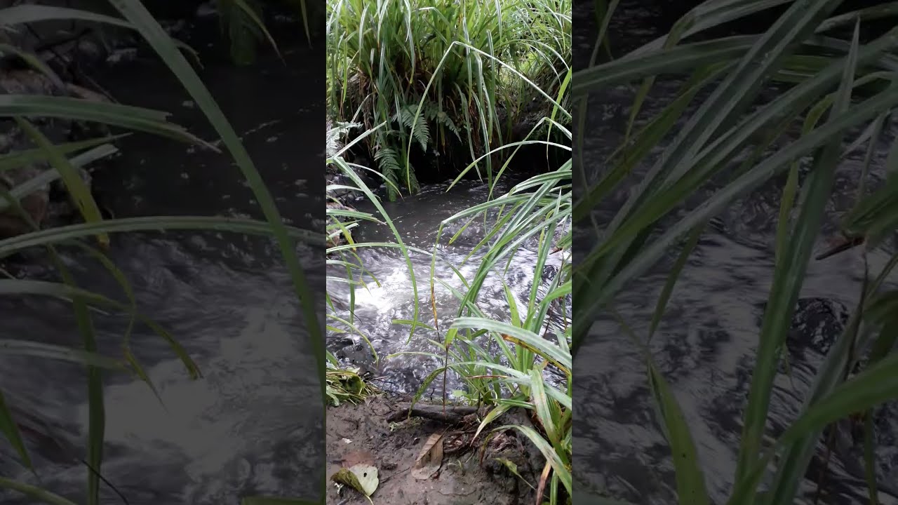 Rough Stream After The Rain.