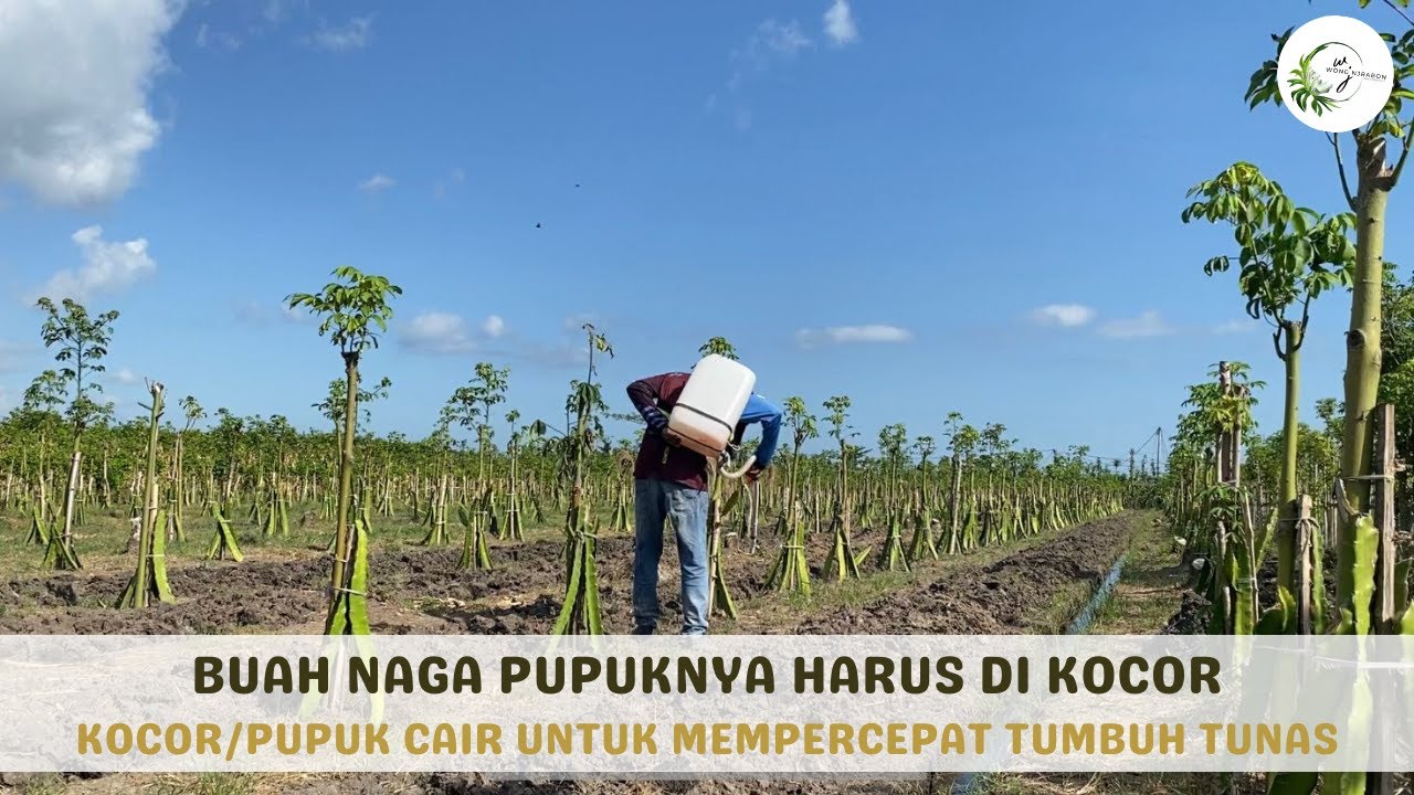 Pupuk Pertumbuhan Tunas Untuk Buah Naga Yang Baru Ditanam!! -Mas Setipen