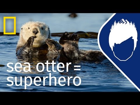 Sea Otters (Episode 5) | wild_life with bertie gregory