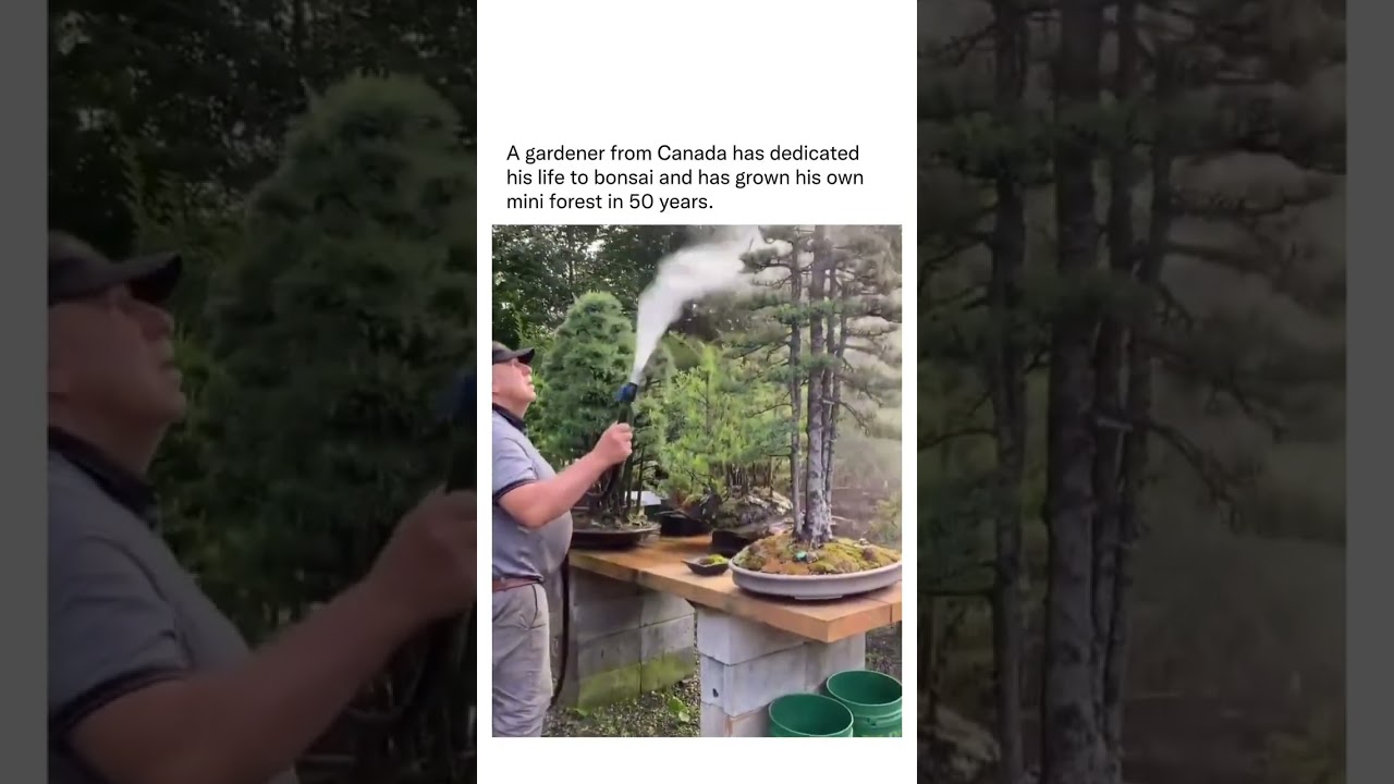 A gardener from Canada had dedicated his life to bonsai and has grown his own forest in 50 years.