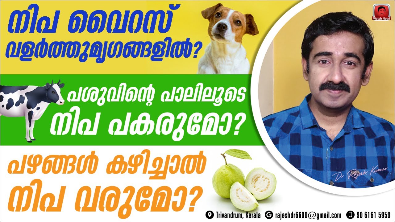 നിപ വൈറസ് വളർത്തുമൃഗങ്ങളിൽ വരുമോ ? പാലിലൂടെ നിപ പകരുമോ ? പഴങ്ങൾ കഴിക്കാമോ ?