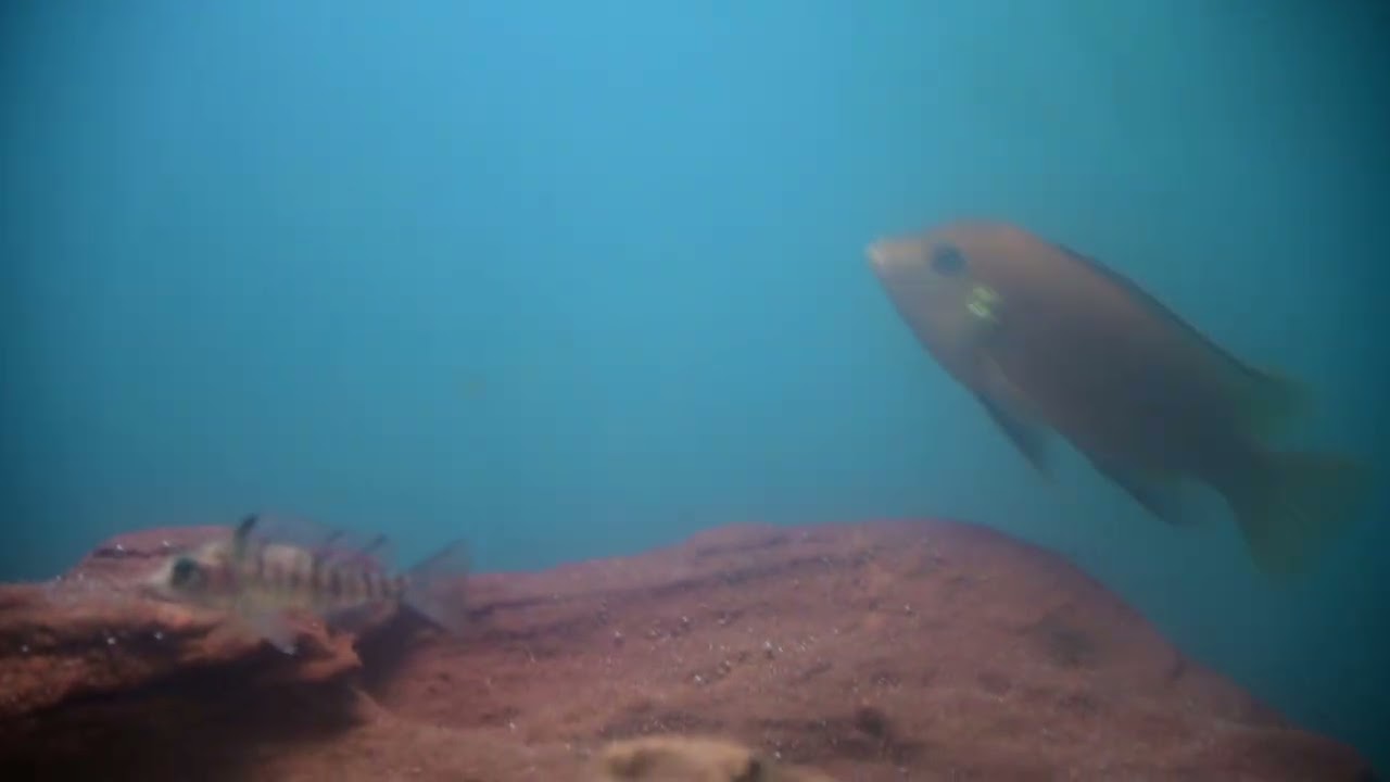 Electric Yellow hybrid