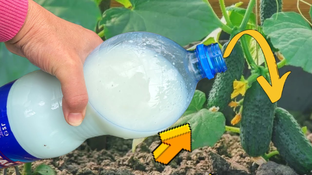 Uradite ovo naveče krastavcima, a ujutro će vas dočekati brdo krastavaca