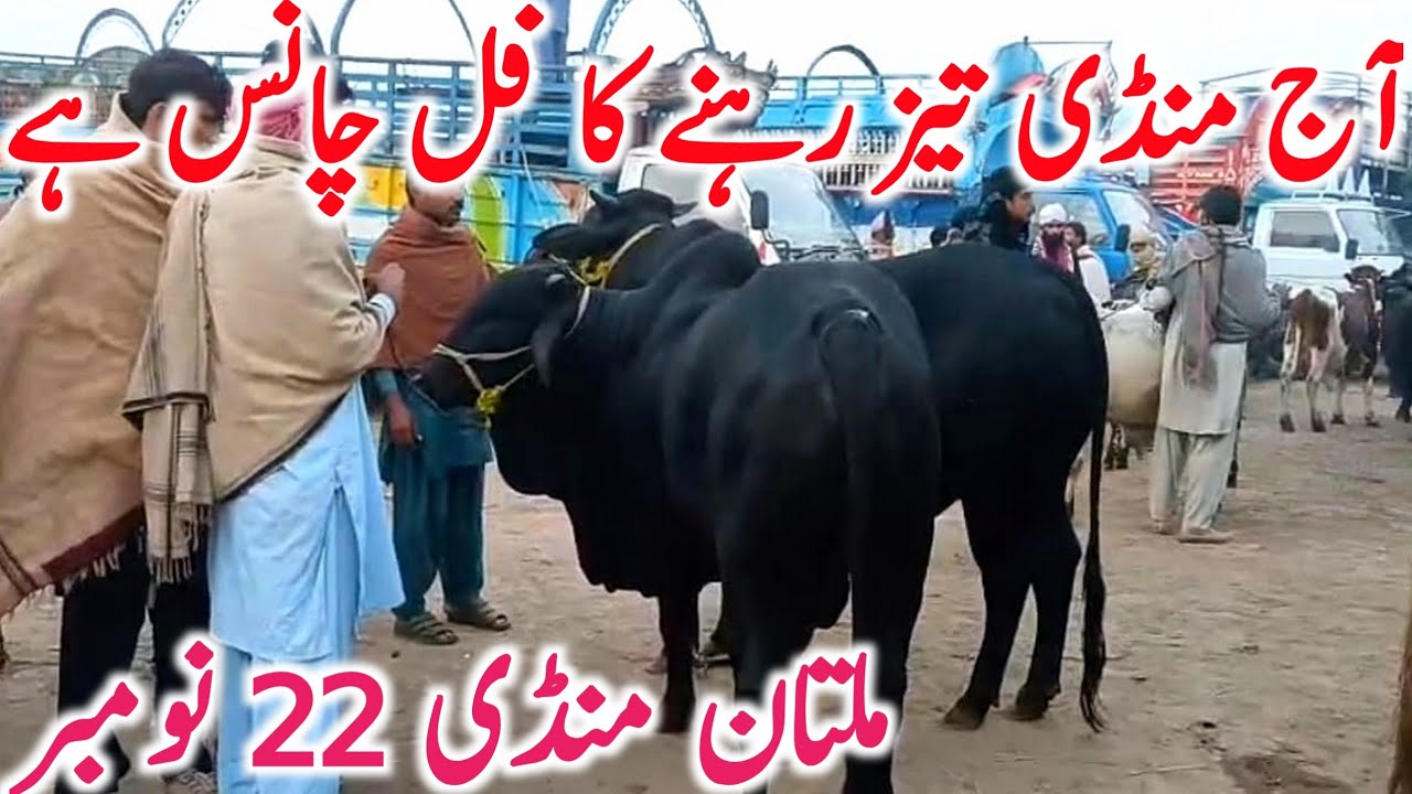 Global Village Farming | Multan Cattle Market 2025 Mein Supreme Cholistani & Sahiwal Bachre