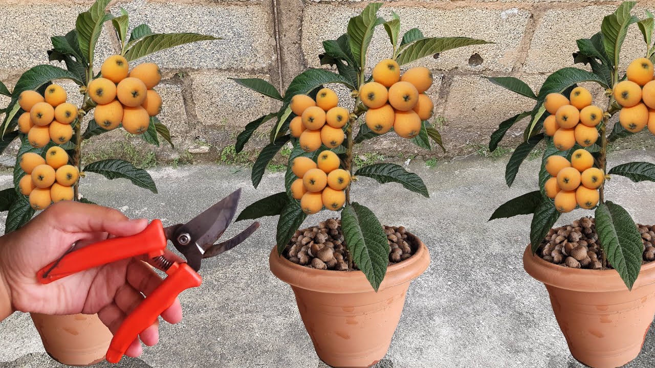 TÉCNICA FRUTÍFICA QUALQUER NESPERA (vai tombar de tantos frutos)