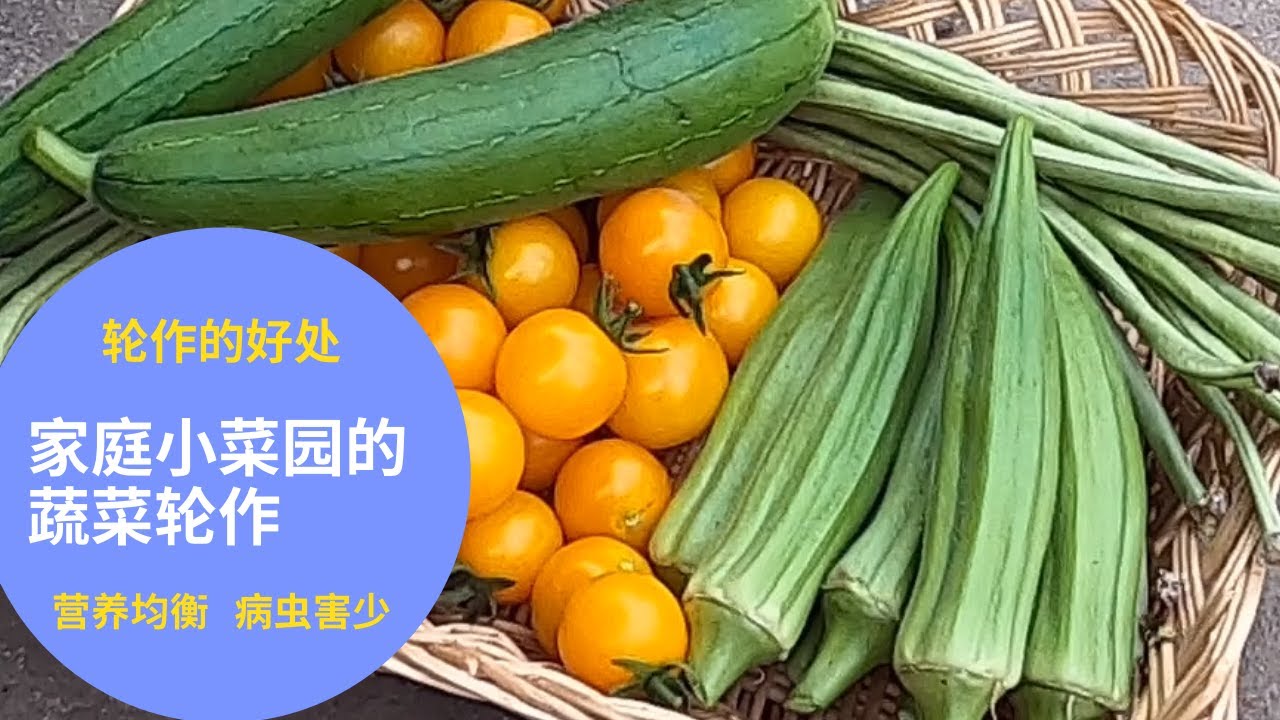 【种菜小知识】家庭小菜园的蔬菜轮作 II  换季种菜为什么要蔬菜轮作？