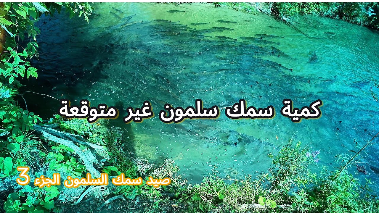 صيد سمك السلمون الجزء 3 كمية سمك السلمون غير متوقعة 🐟🐠 (تعريف عن نفسي)