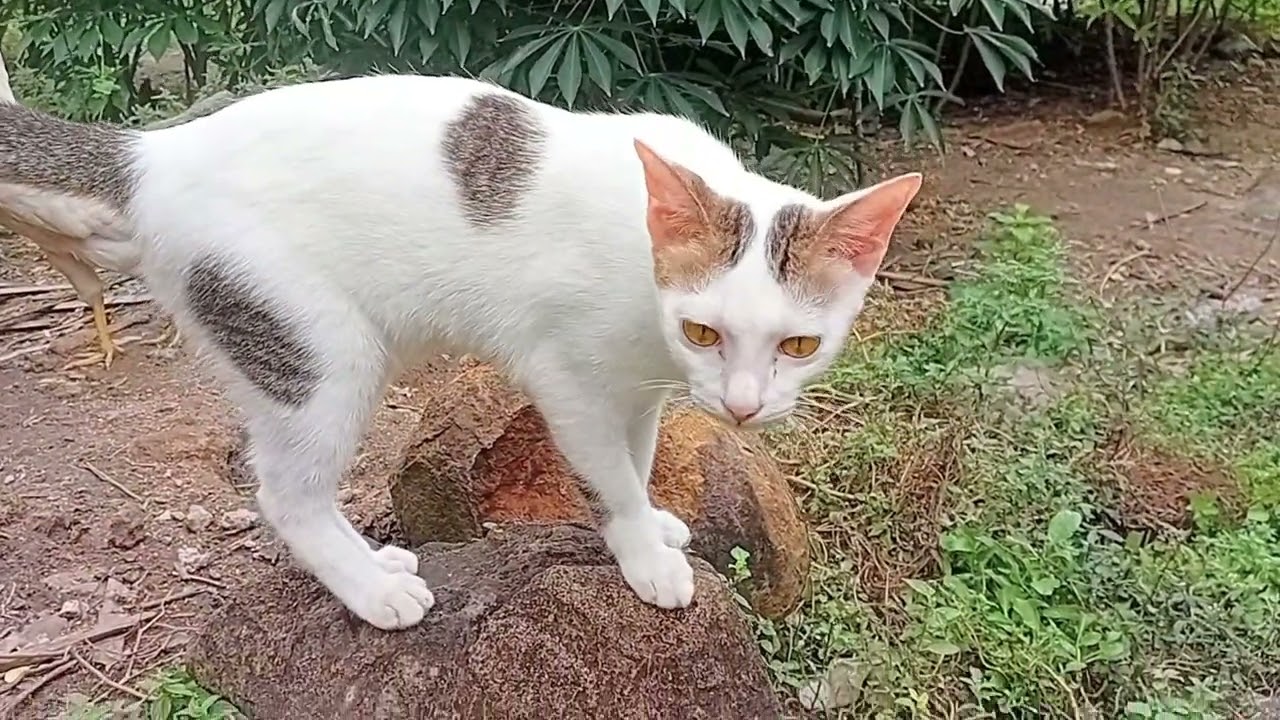 @kucing lucu, sudah lapar menunggu di kasi makan