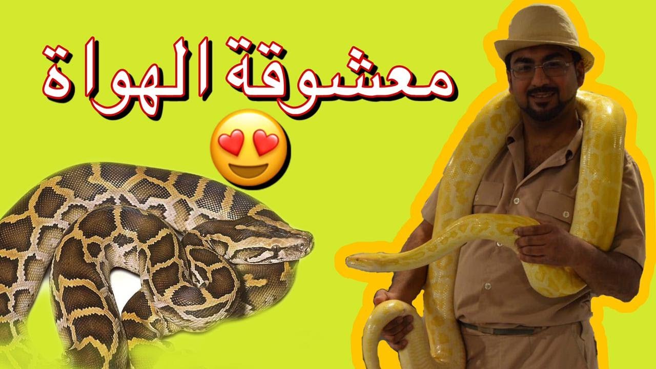 الأصلة البورمية معلومات عامة و طريقة العناية