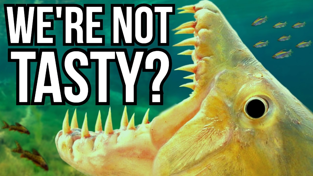 5 Deadly Freshwater Fish That Could Easily Hunt Humans But Never Do