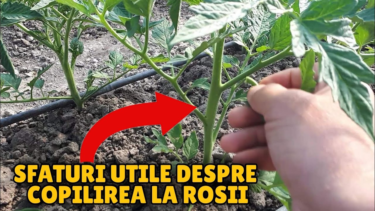 CUM SE FACE COPILIREA LA  ROSII ( cum,de ce si ce se face dupa copilire .)