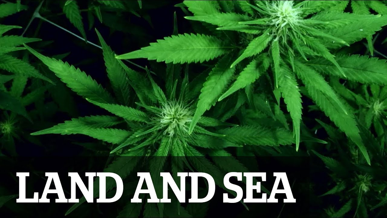 Land & Sea: Cannabis crusaders