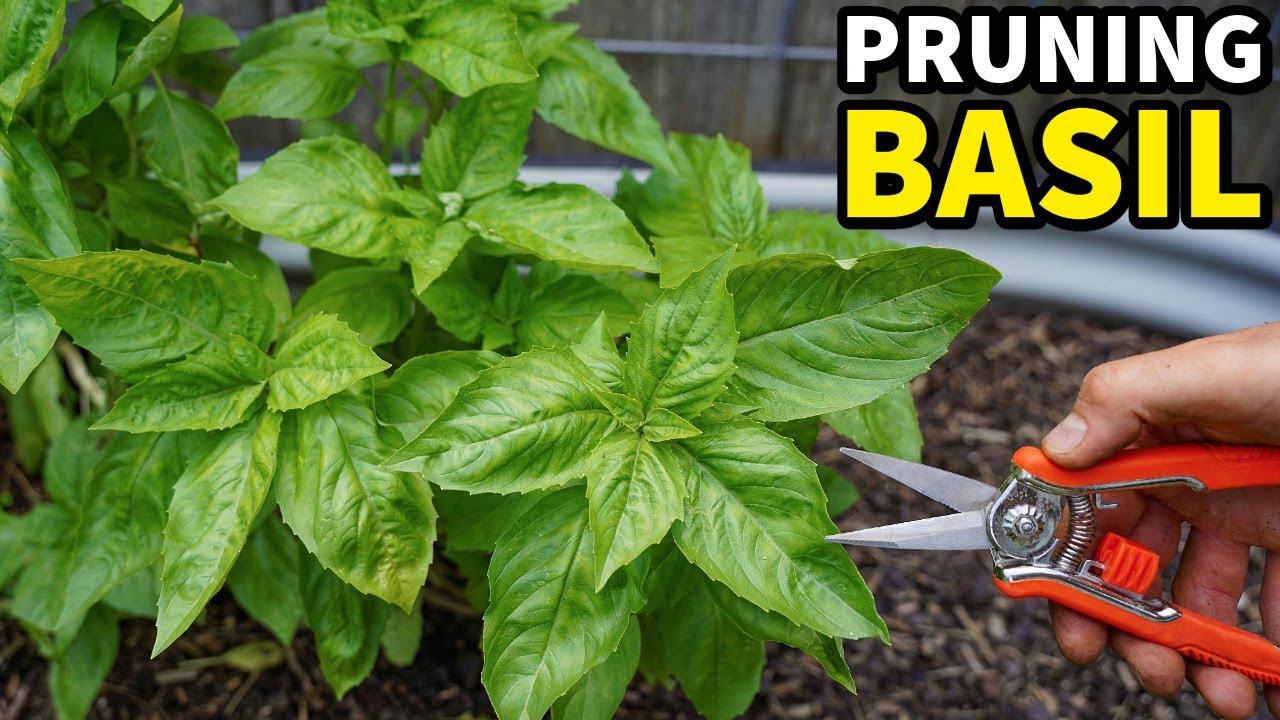 How To Pick Basil For ENDLESS Harvests: Easy Basil Pruning Guide