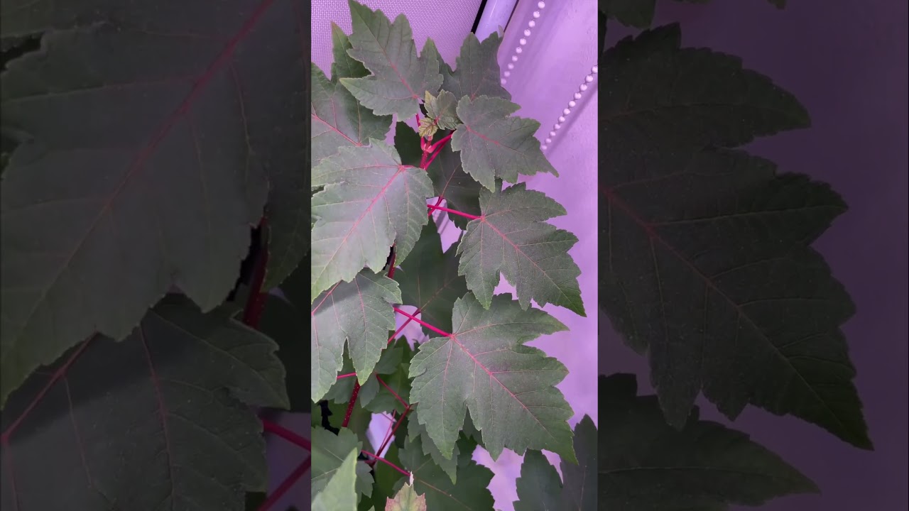 Acer rubrum in late Shmmer 🍁 #plants #garden #biotope #maple #japanesemaple