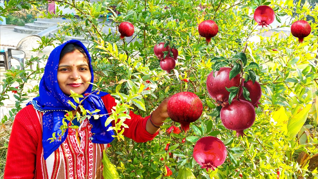 😍देखते देखते हमारा अनार का 🌳पेड़ हमसे भी बड़ा हो गया पता ही नहीं चला🤗😳
