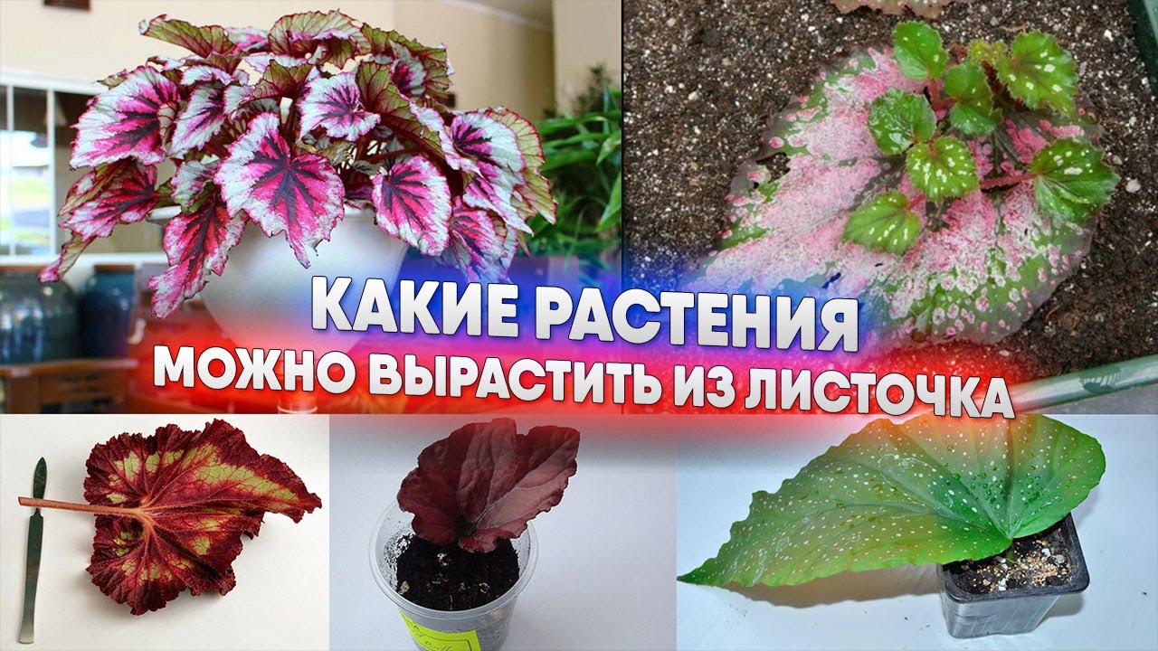 Какие растения можно вырастить из листочка