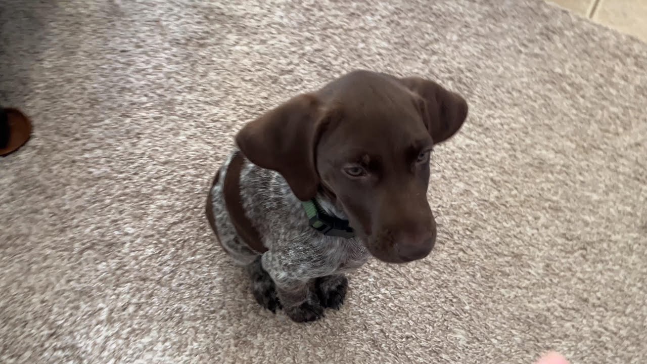 Archie Learning to Sit and to Stay in his Crate