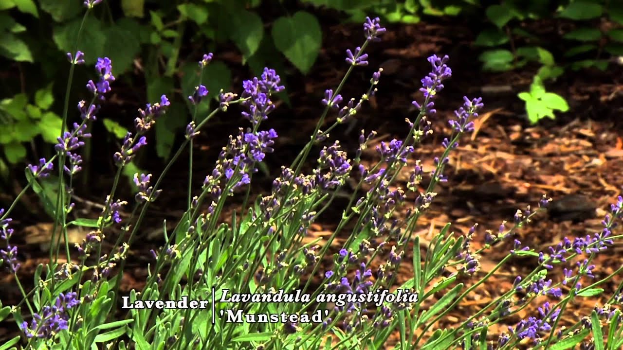 Herbs for Brewing Tea
