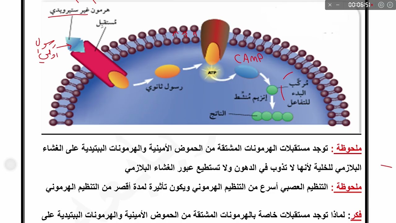 الغدد الصم والاتزان ج2