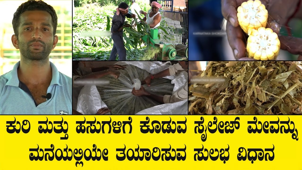 ಸೈಲೇಜ್ ಮನೆಯಲ್ಲೇ ಮಾಡುವ ವಿಧಾನ | SILAGE MAKING VIDEO