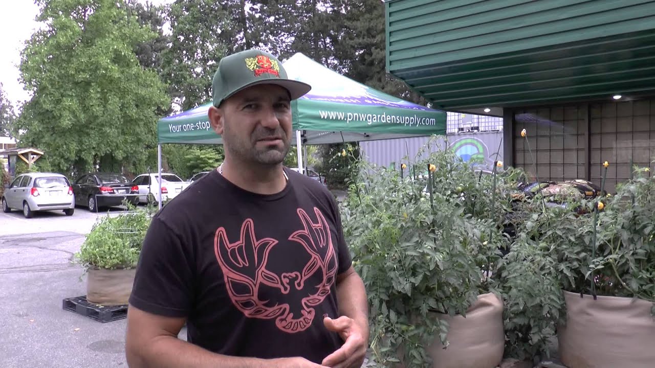 Medi One outdoor organic GeoPot parking lot grow,  tips on gardening
