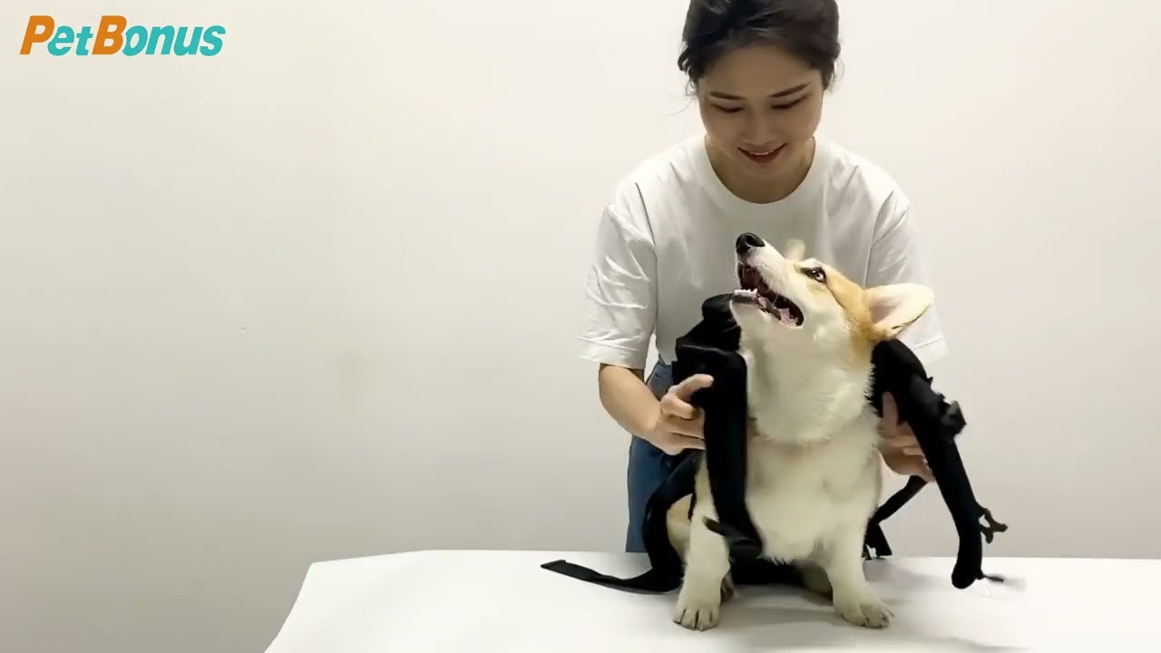 Dog Carrier Backpack Dressing Guide