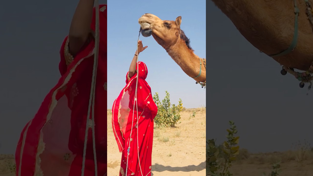 Camel in a Desert Moment That Stunned Everyone! #shorts