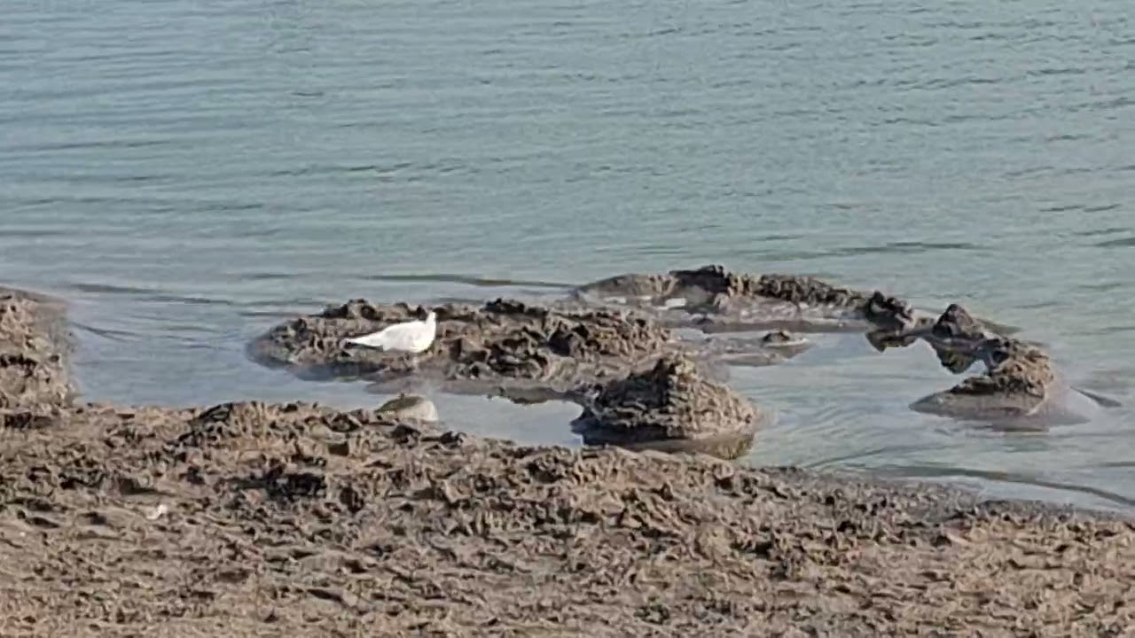 Lac Techirghiol - Eforie Nord 2025