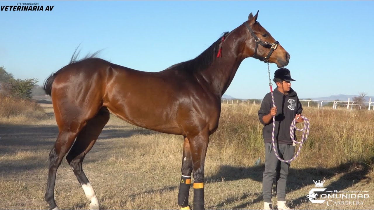 GRAN CABALLO😲 🔥Nvo Jalpita Vs. Remi🔥 Carril San Angel, JAL.