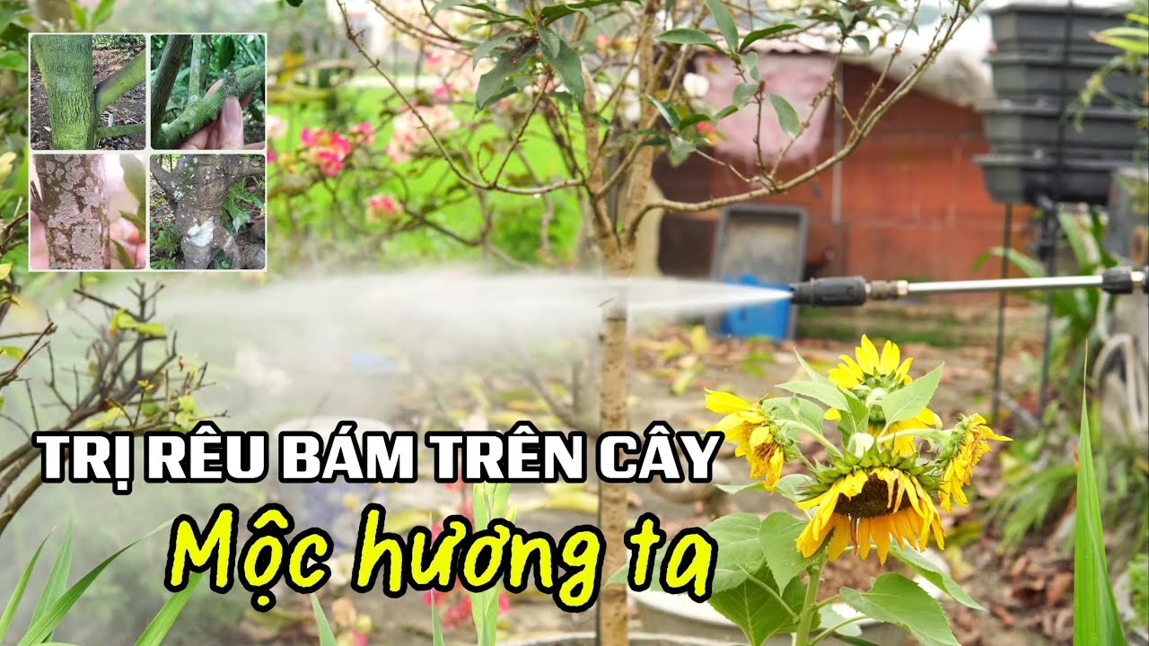 Trị Rêu bám trên thân cây hoa Mộc hương ta hiệu quả