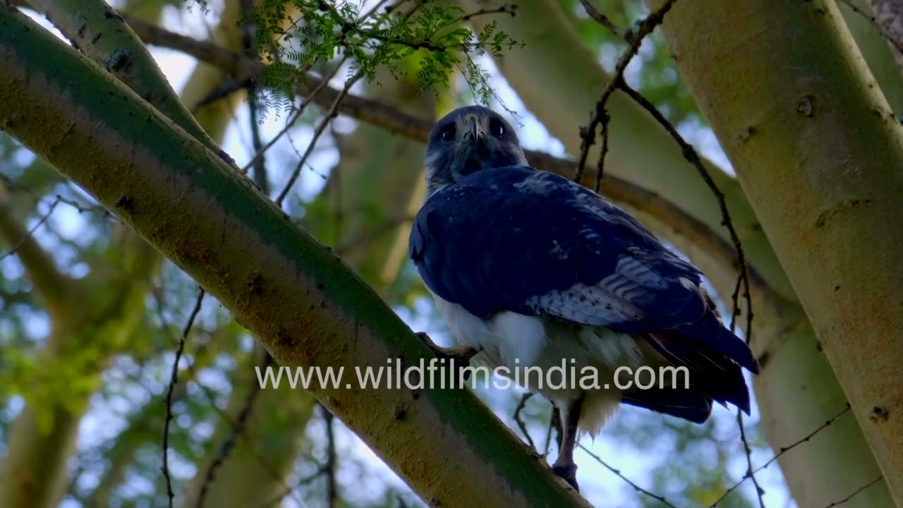 African raptor watching from tree branch in Kenya