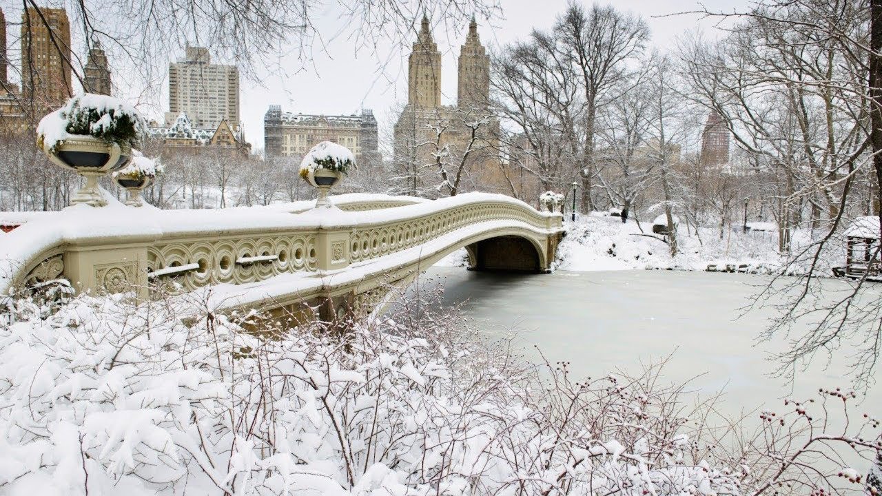 Snowy Walk in Central Park & Central Park Zoo | Sea Lion Finale 🦭❄️