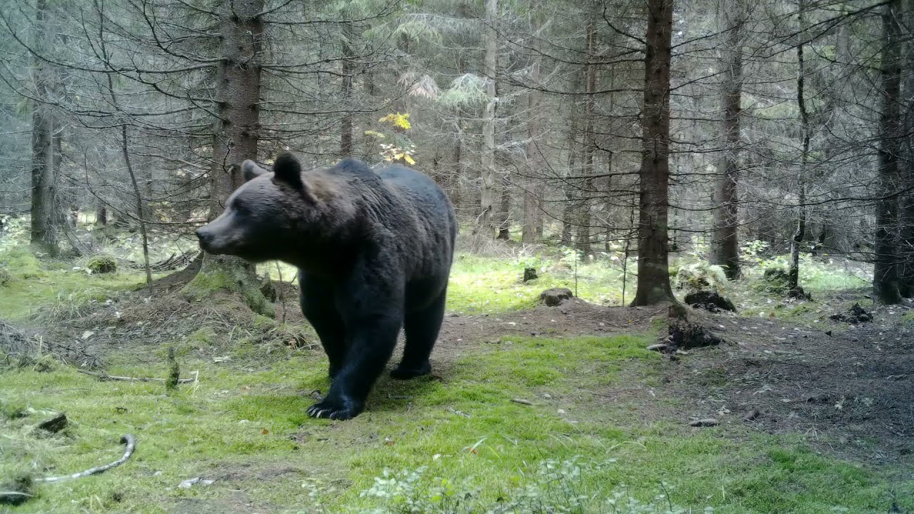 Synkän kuusikon kulkijat - Riistakameravideoita Etelä-Karjalasta