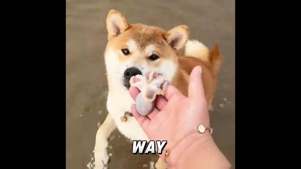Dog Goes on Strike Over Mantis Shrimp... Ends Up Eating Air?! 🐶💀