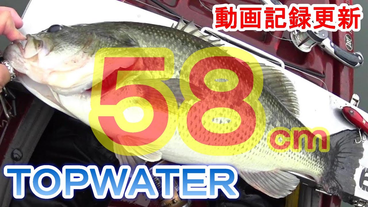 トップウォーターで５８ｃｍのブラックバス【動画記録更新】