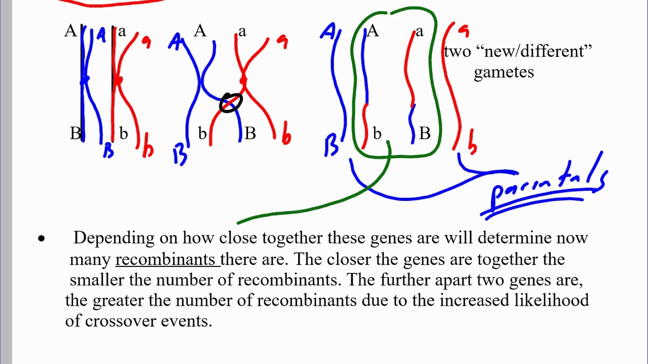Mr. Walker's Biology 30: Chromosome Mapping