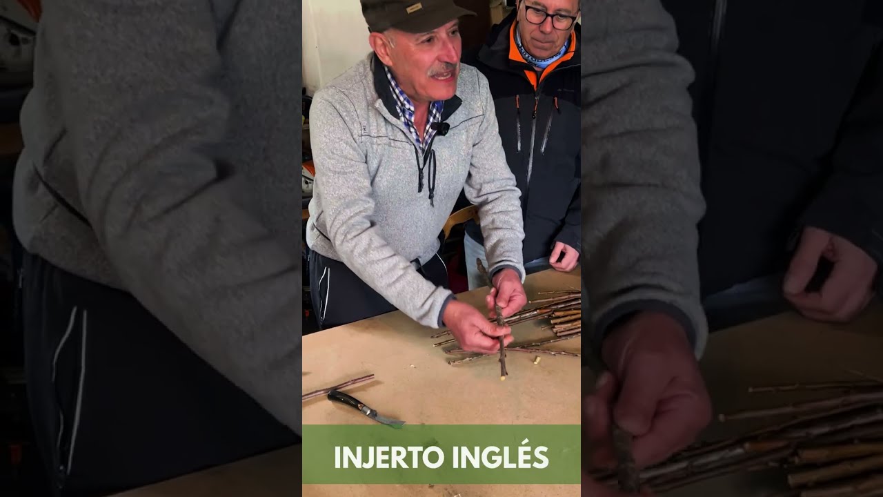 INJERTO INGLÉS PASO A PASO🌱 | Técnica Clave en Agricultura