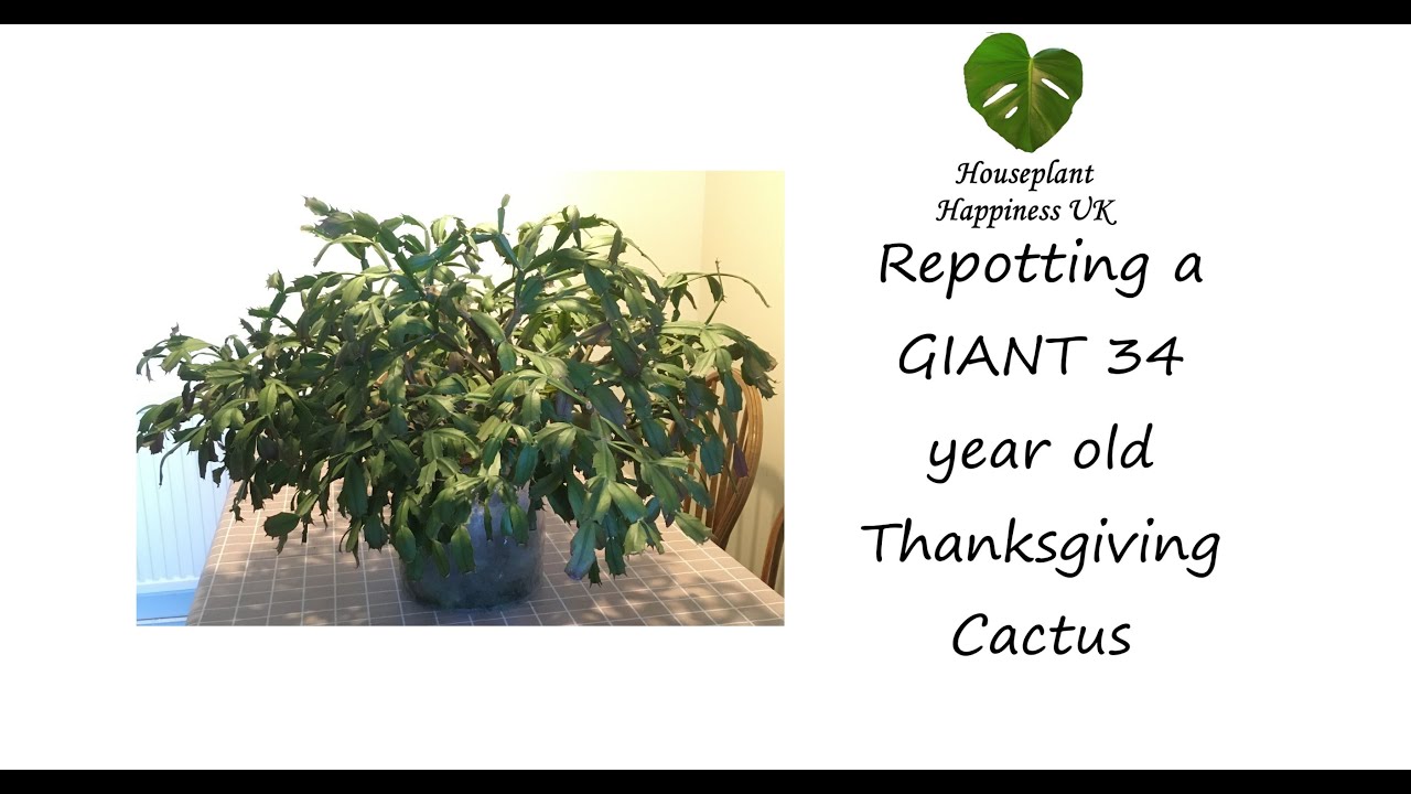 Repotting a GIANT 34 year old Thanksgiving Cactus - first time in 5 years!